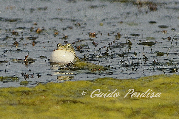 Lessonae o Esculentus